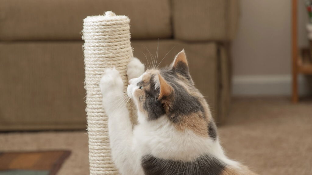 Esse truque DIY está salvando sofás e deixando gatos mais felizes

