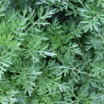 A planta que está voltando à moda nos tratamentos naturais