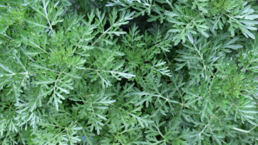 A planta que está voltando à moda nos tratamentos naturais