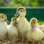A roupinha de pato mais fofa do crochê infantil que você vai ver