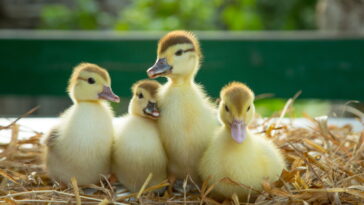 A roupinha de pato mais fofa do crochê infantil que você vai ver
