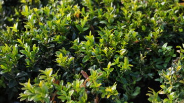 Essa planta discreta pode salvar seu jardim do fracasso