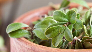 Essa folha medicinal vem ganhando espaço entre os tratamentos naturais