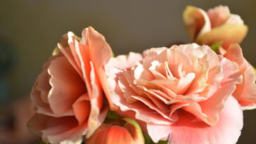 Essa flor transforma qualquer cantinho em um refúgio cheio de vida