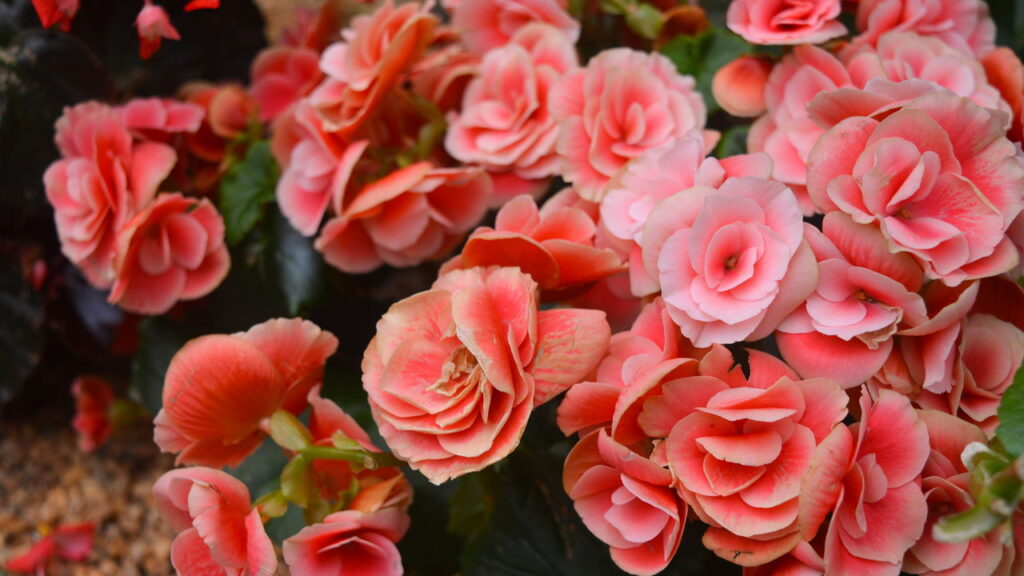 Essa flor transforma qualquer cantinho em um refúgio cheio de vida