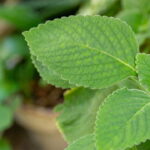O segredo por trás da planta mais usada para curar o fígado naturalmente
