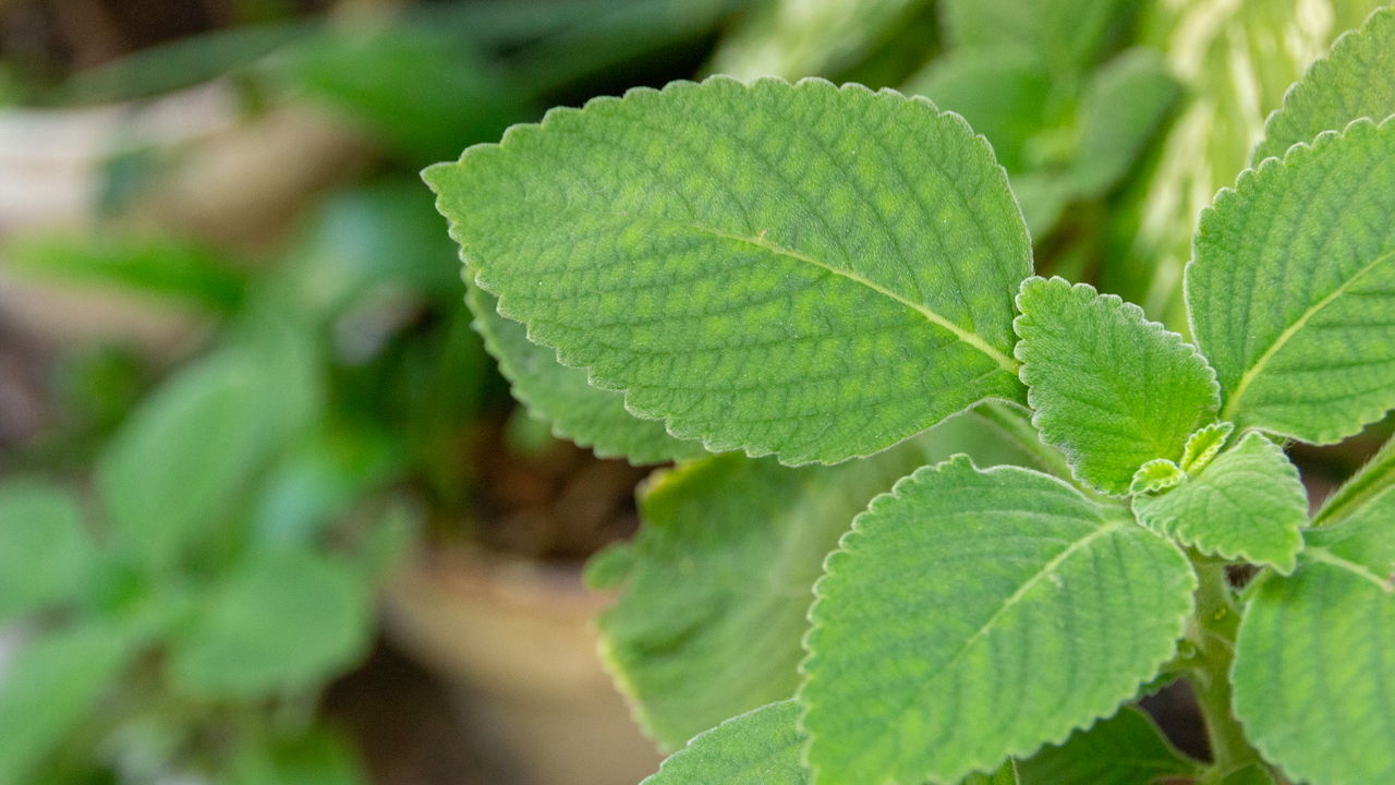 O segredo por trás da planta mais usada para curar o fígado naturalmente
