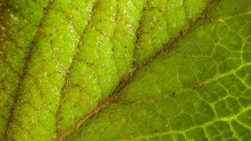 O segredo por trás da planta mais usada para curar o fígado naturalmente