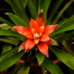 A planta tropical mais fácil de cuidar tá bombando nos lares brasileiros