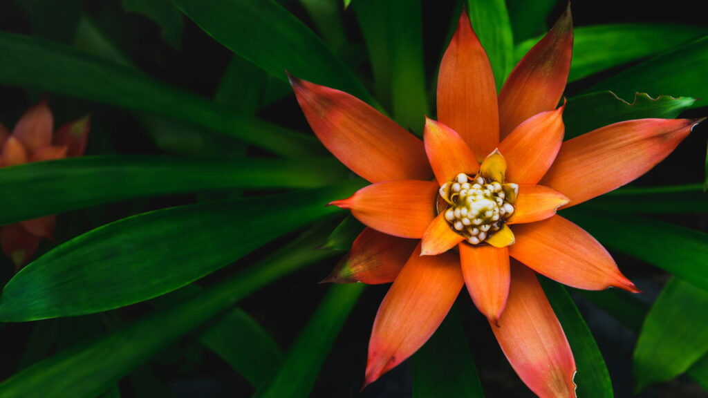A planta tropical mais fácil de cuidar tá bombando nos lares brasileiros