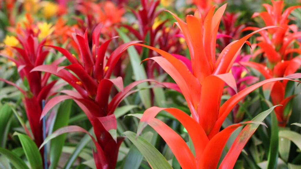 A planta tropical mais fácil de cuidar tá bombando nos lares brasileiros