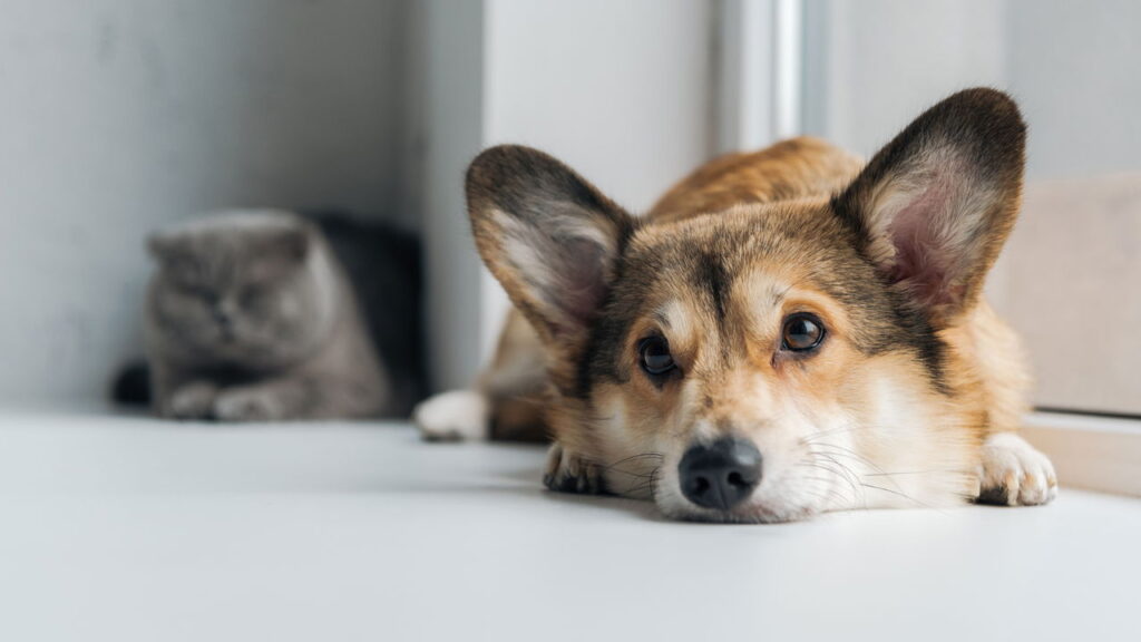 Surdez em cães, entenda os sinais e saiba o que fazer