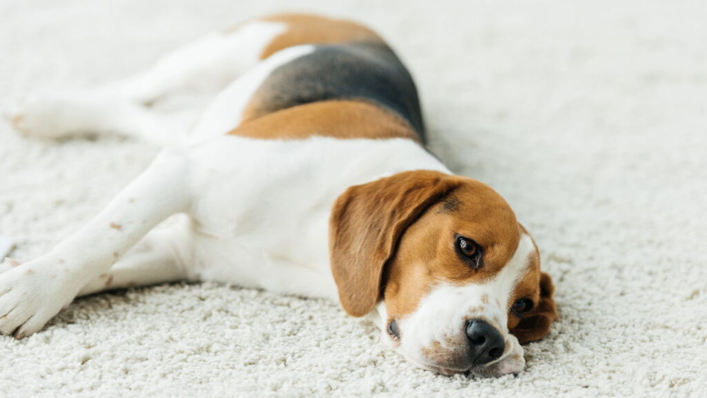 Surdez em cães, entenda os sinais e saiba o que fazer