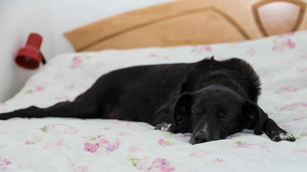 Surdez em cães, entenda os sinais e saiba o que fazer
