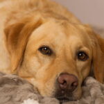 Surdez em cães, entenda os sinais e saiba o que fazer