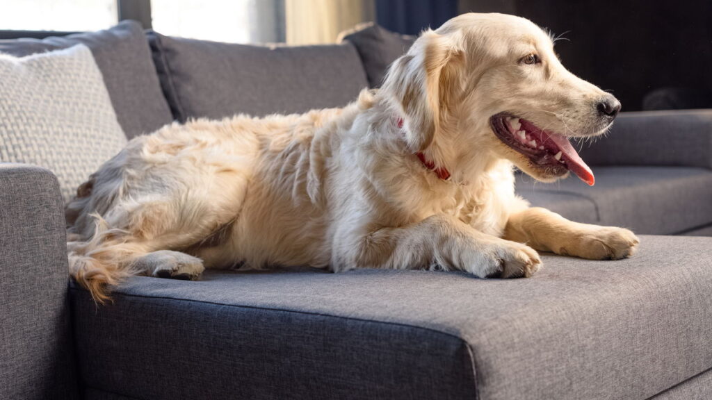 O principal motivo por que seu cachorro late para visitas
