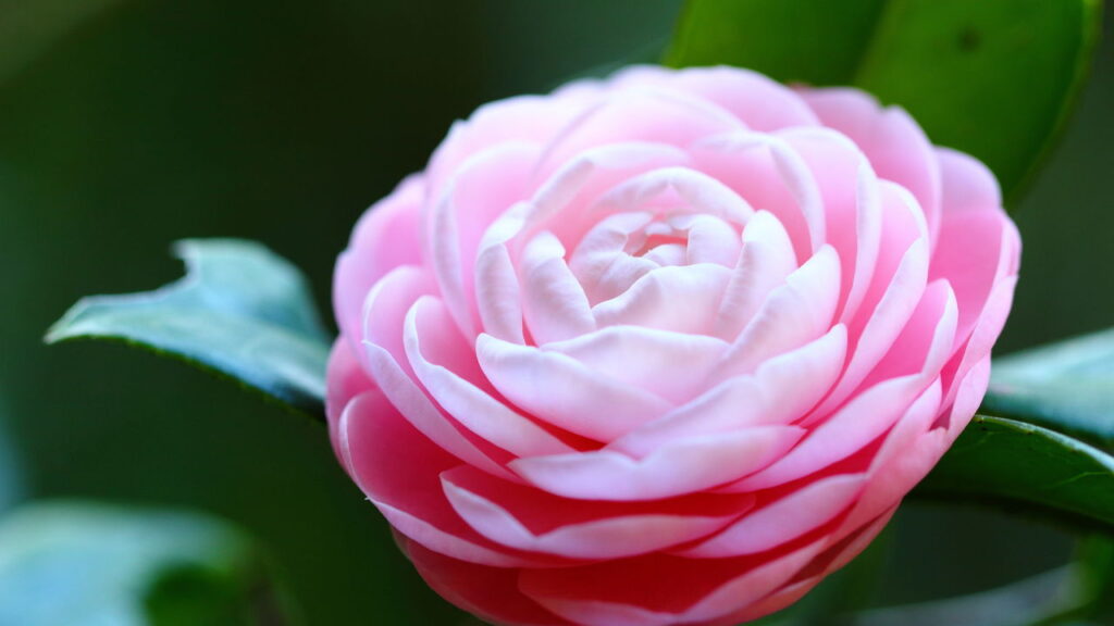 O segredo por trás da flor que virou xodó dos paisagistas