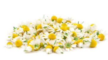 Calma, digestão, leveza e noites tranquilas em uma só xícara