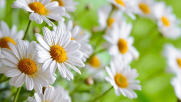 Essa erva simples pode transformar sua rotina de autocuidado