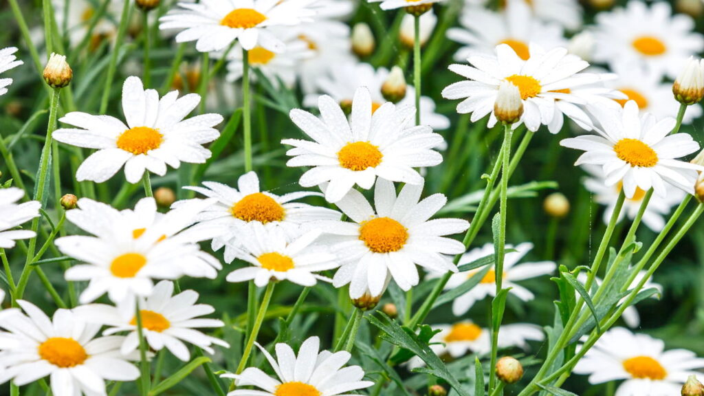 Essa erva simples pode transformar sua rotina de autocuidado