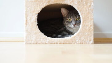 A casa de gato mais criativa do momento custa quase nada