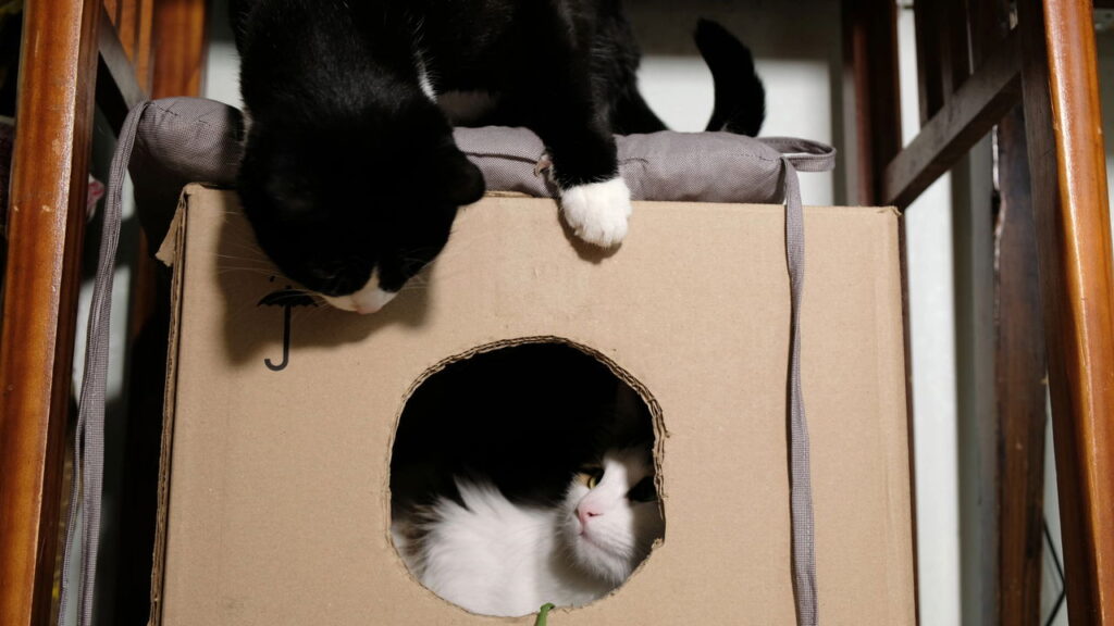 A casa de gato mais criativa do momento custa quase nada