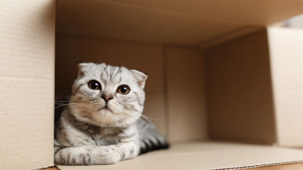 A casa de gato mais criativa do momento custa quase nada
