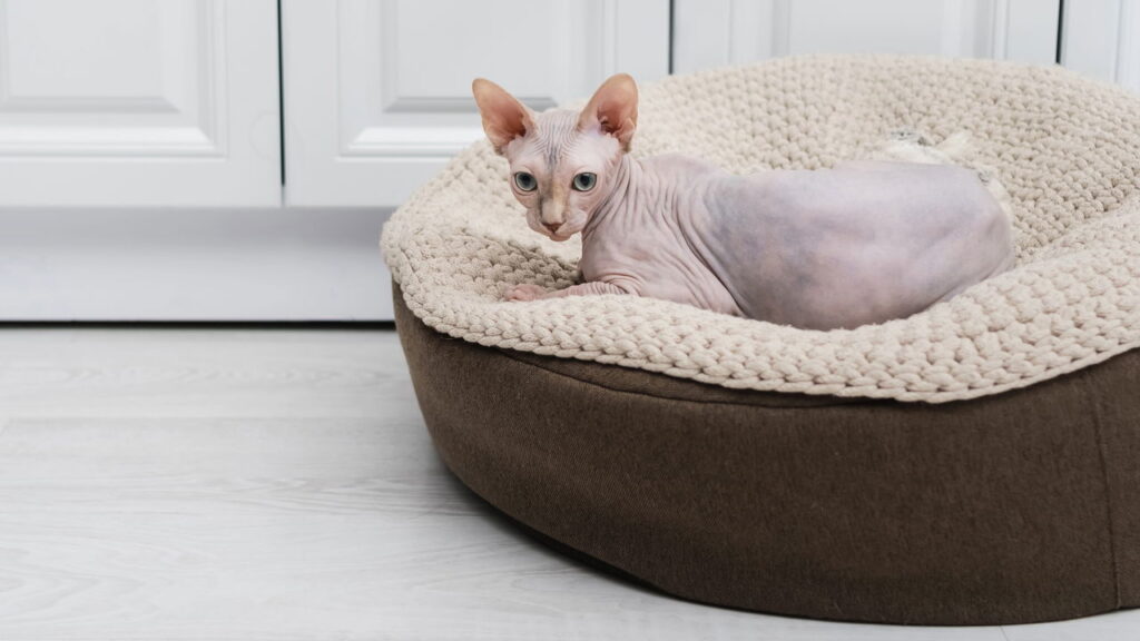 Esse modelo de caminha está conquistando os lares de quem ama crochê e pets