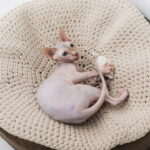 Esse modelo de caminha está conquistando os lares de quem ama crochê e pets