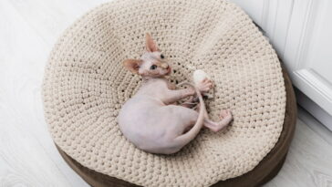 Esse modelo de caminha está conquistando os lares de quem ama crochê e pets