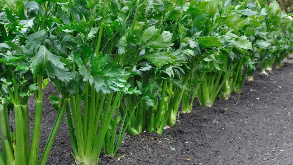 O vegetal que virou segredo natural contra o envelhecimento cerebral