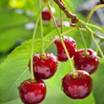 A fruta mais recomendada por nutricionistas para recuperar músculos após um treino pesado