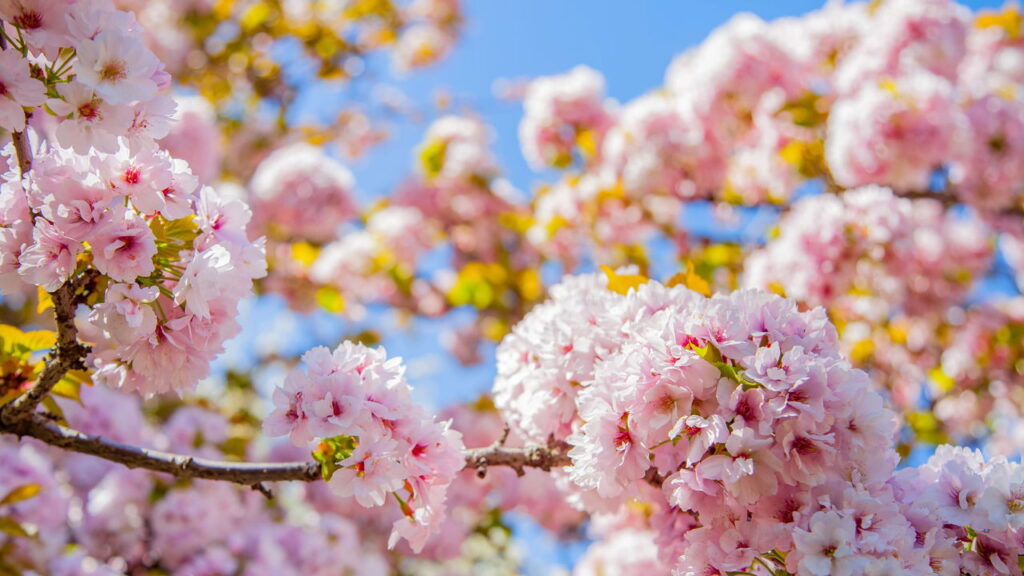 Um pequeno florido de crochê que carrega beleza e significado