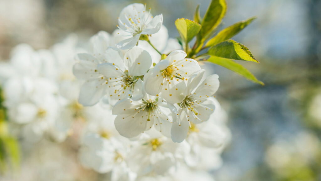 Um pequeno florido de crochê que carrega beleza e significado