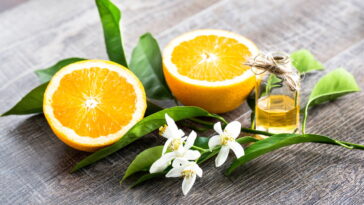 Essa flor mediterrânea milenar esconde segredos que vão te surpreender