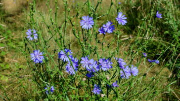O segredo natural que ajuda na digestão, emagrece e fortalece o corpo