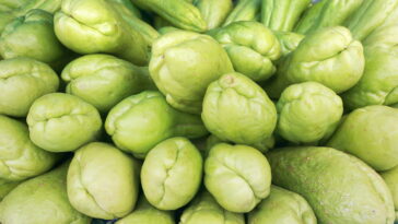 Cultivar alimentos em casa virou tendência e o chuchu é o queridinho da vez