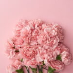 Você não vai acreditar como é fácil ter cravos floridos o ano todo