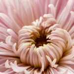 A flor que encanta culturas milenares agora pode estar no seu quintal