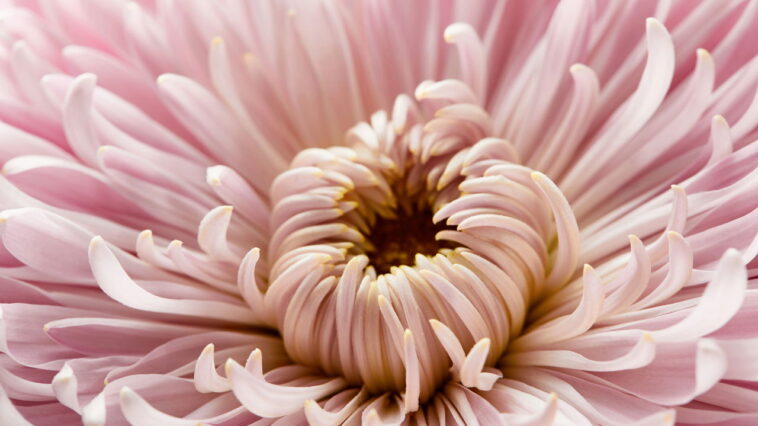 A flor que encanta culturas milenares agora pode estar no seu quintal