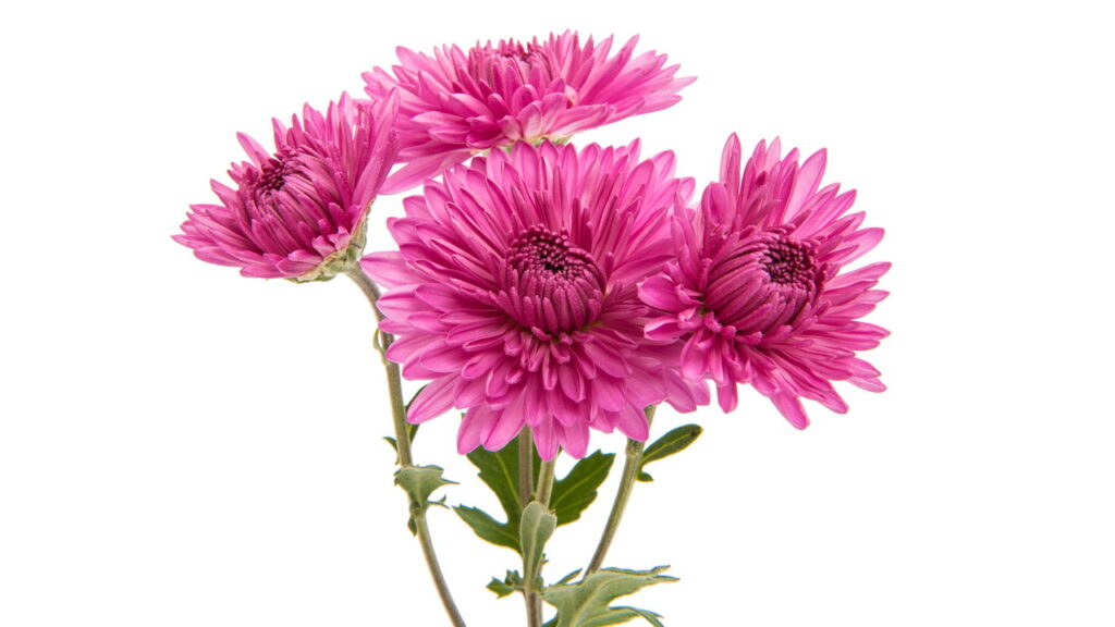 A flor que encanta culturas milenares agora pode estar no seu quintal