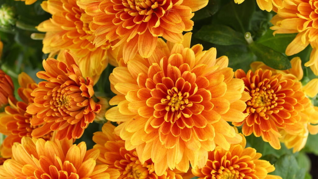 A flor que encanta culturas milenares agora pode estar no seu quintal