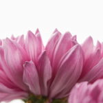 Esta flor encanta jardins ao redor do mundo e tem mais de mil significados, veja como cultivá-la