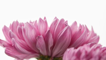 Esta flor encanta jardins ao redor do mundo e tem mais de mil significados, veja como cultivá-la