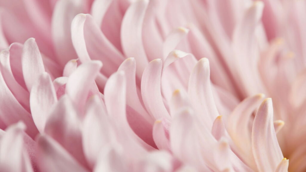 Esta flor encanta jardins ao redor do mundo e tem mais de mil significados, veja como cultivá-la
