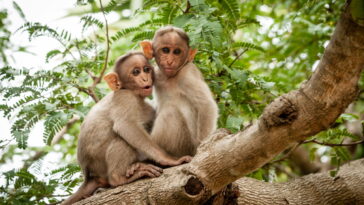 Essa criação artesanal da selva virou febre entre quem ama crochê