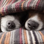 Seu cão pode estar sofrendo com o frio e você nem percebeu ainda