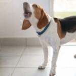 O principal motivo por que seu cachorro late para visitas