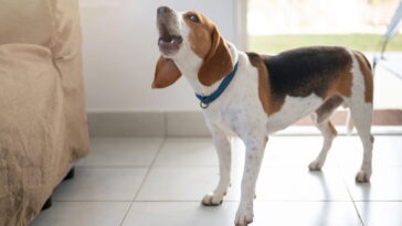 O principal motivo por que seu cachorro late para visitas