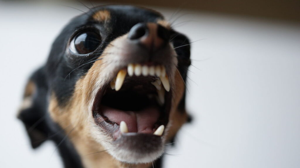 O principal motivo por que seu cachorro late para visitas